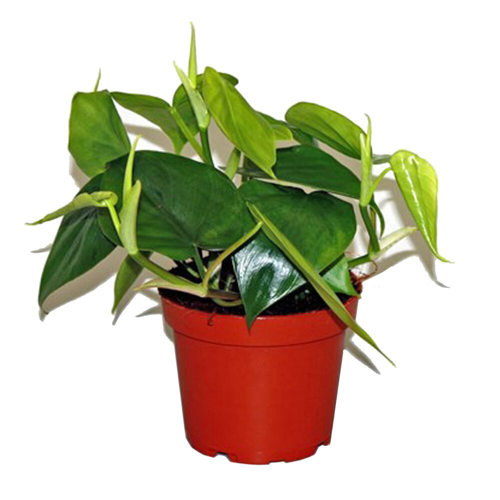 Philodendron Scandens Baumfreund in einem roten Topf