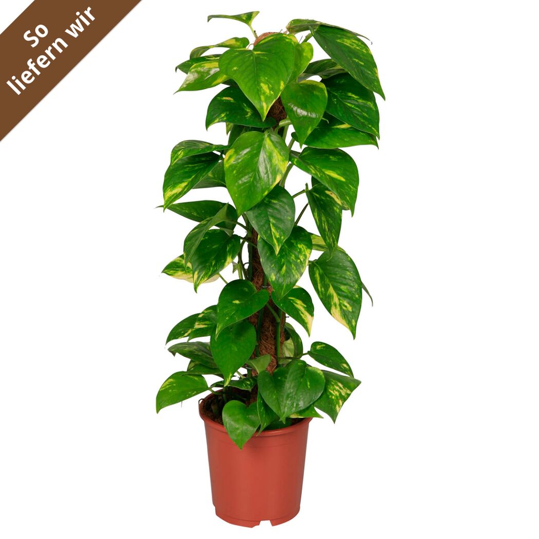 Goldene Efeutute am Moosstab 19 cm Topf
