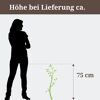 Goldene Efeutute am Moosstab 19 cm Topf