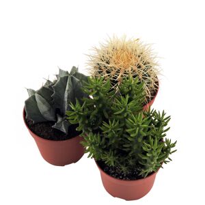 Kakteen verschiedene Formen