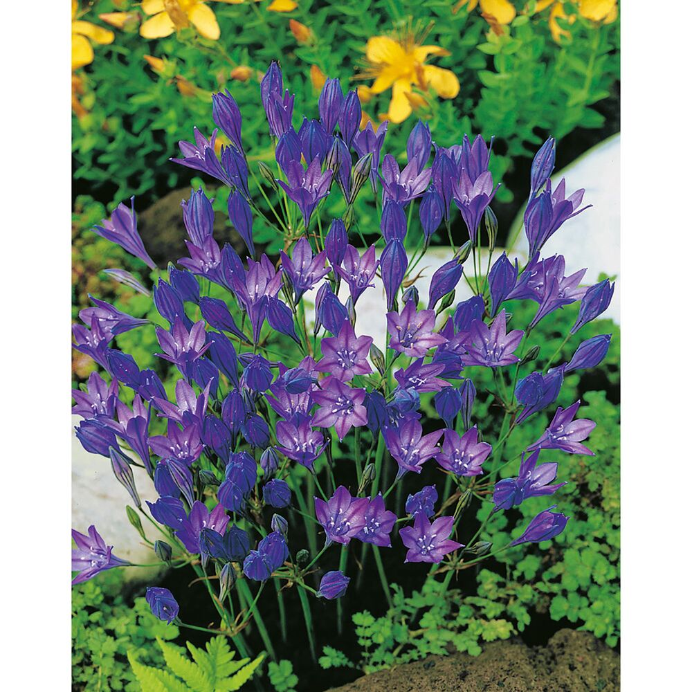 Blaue Brodiaea-Blüten
