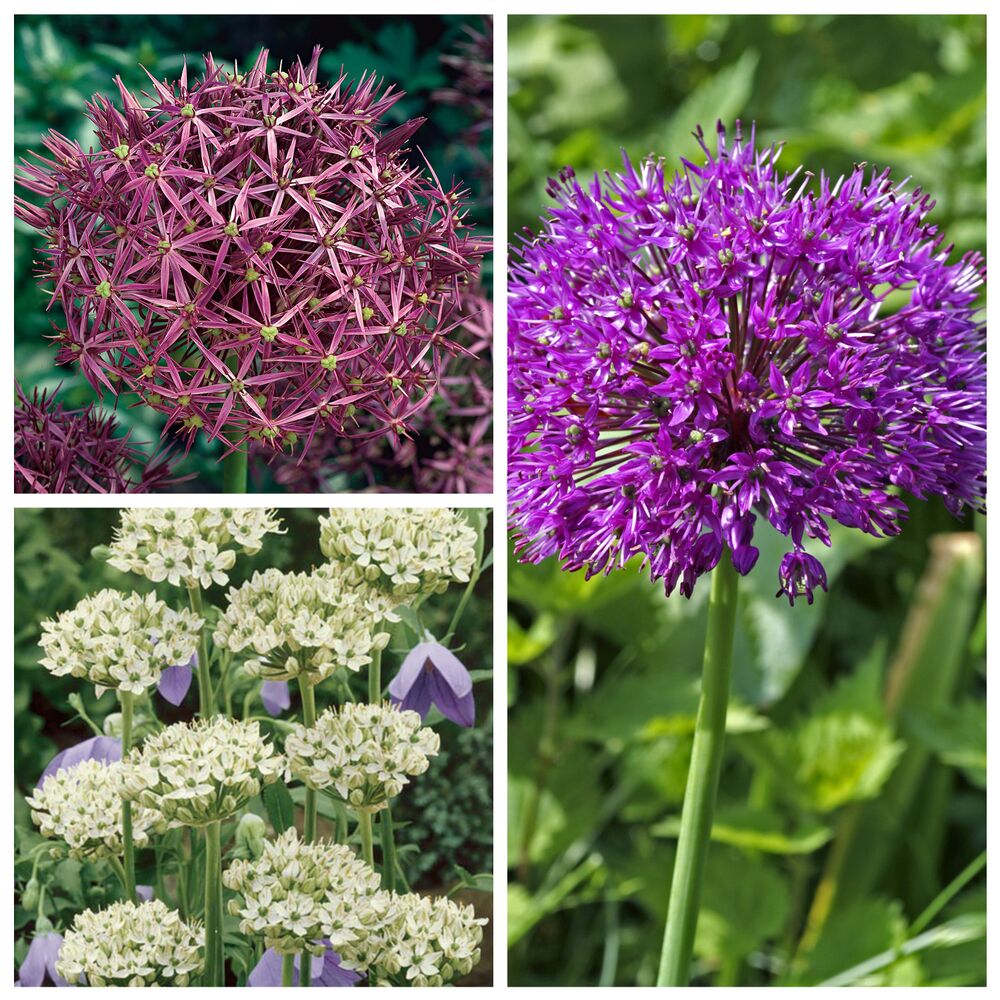 Drei Bilder mit violetten und weißen Zierlauchblüten