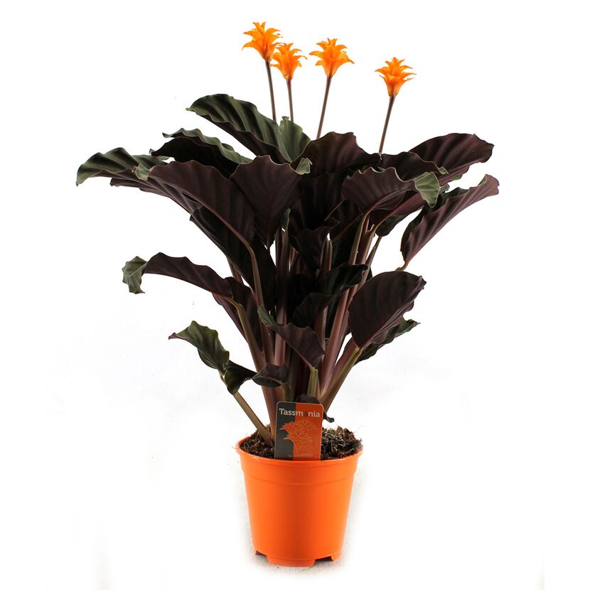 Korbmarante mit orangen Blüten im Topf