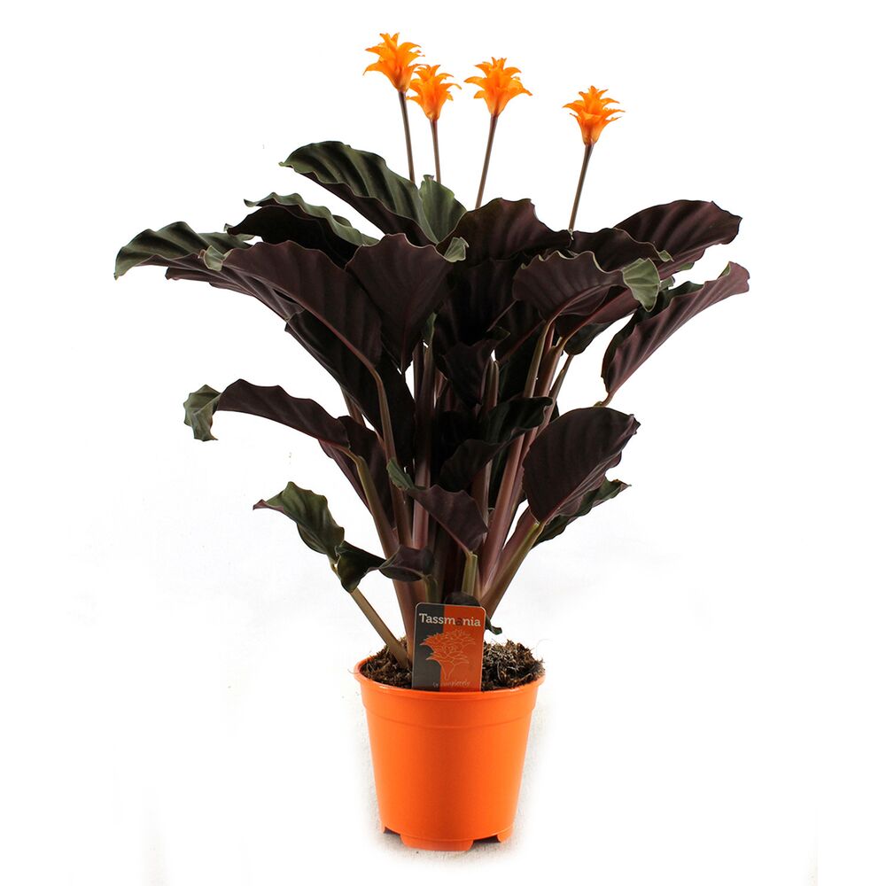 Korbmarante mit orangen Blüten im Topf