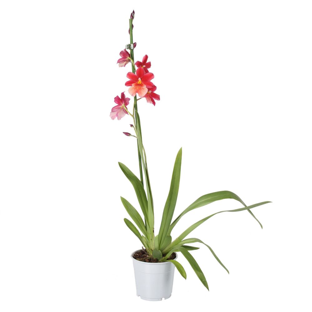 Cambria Nelly Isler Orchidee im Topf