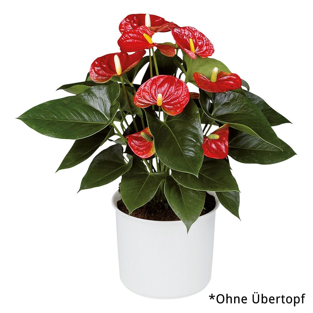 Anthurie, rot, im weißen Topf