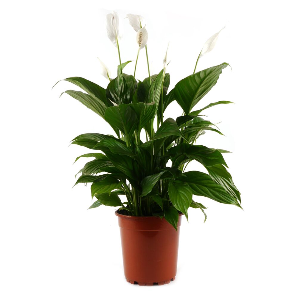 Einblatt, auch Friedenslilie genannt, im Topf