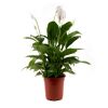 Einblatt, Spathiphyllum
