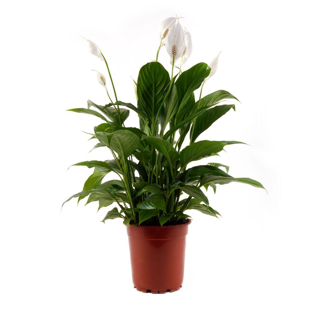 Einblatt, Spathiphyllum