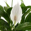 Einblatt mit weißer Blüte und grünen Blättern
