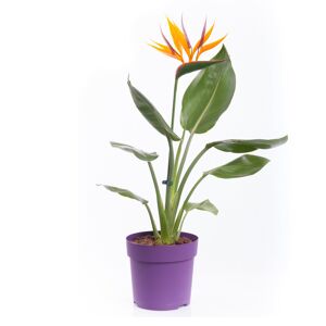 Strelitzie mit Dekoblüte 2er-Set