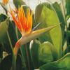 Orangefarbene Strelitzie