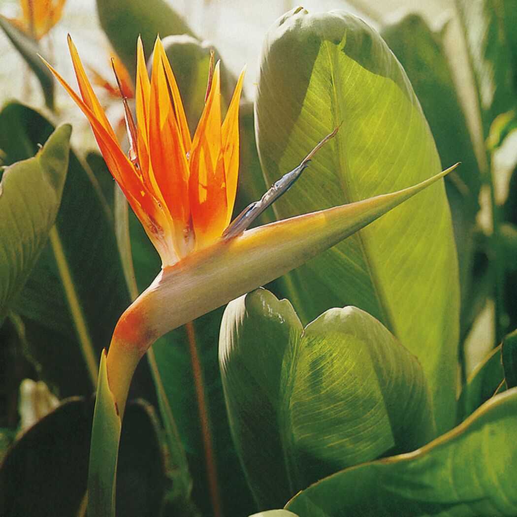 Orangefarbene Strelitzie