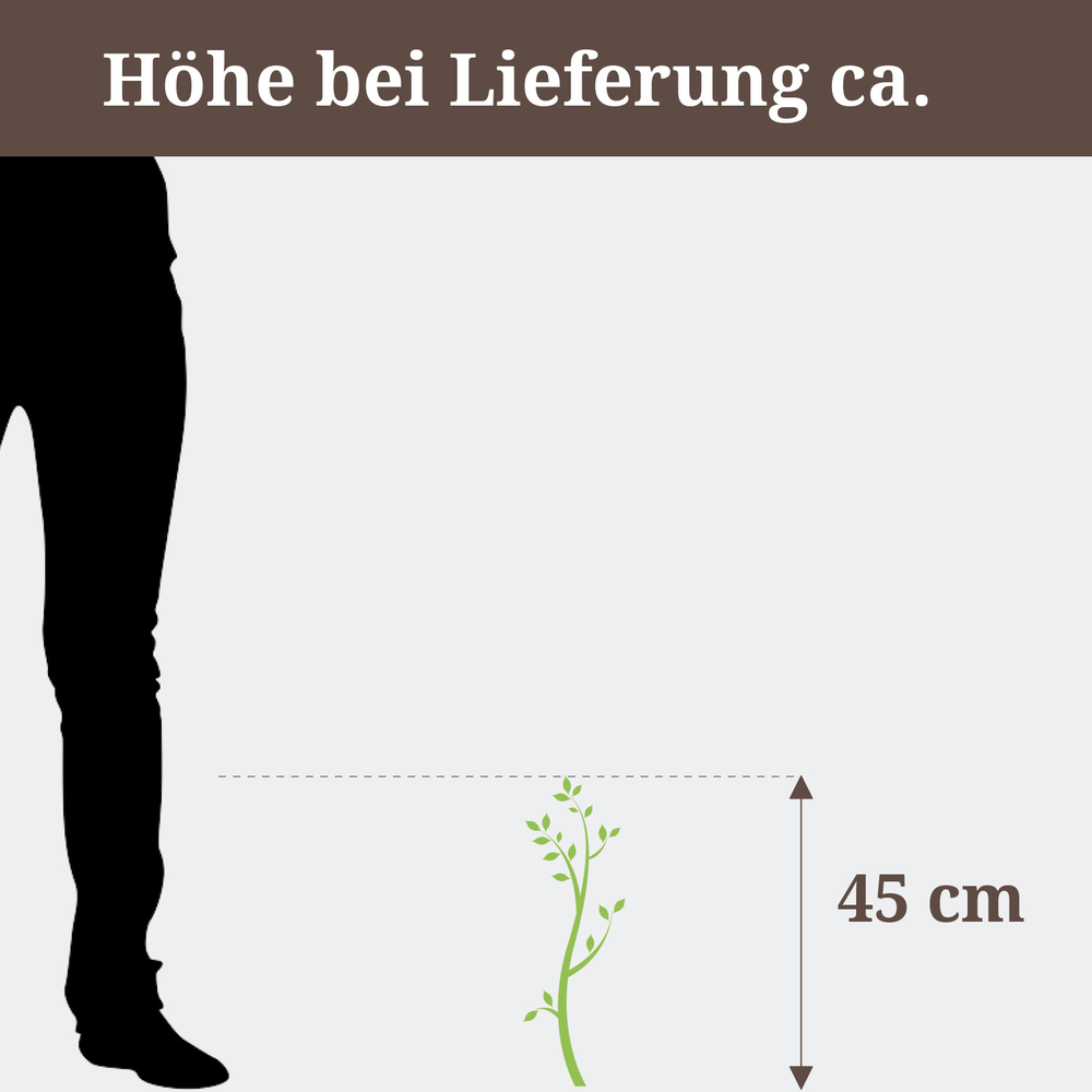 Strelitzie, Höhe bei Lieferung ca. 45 cm