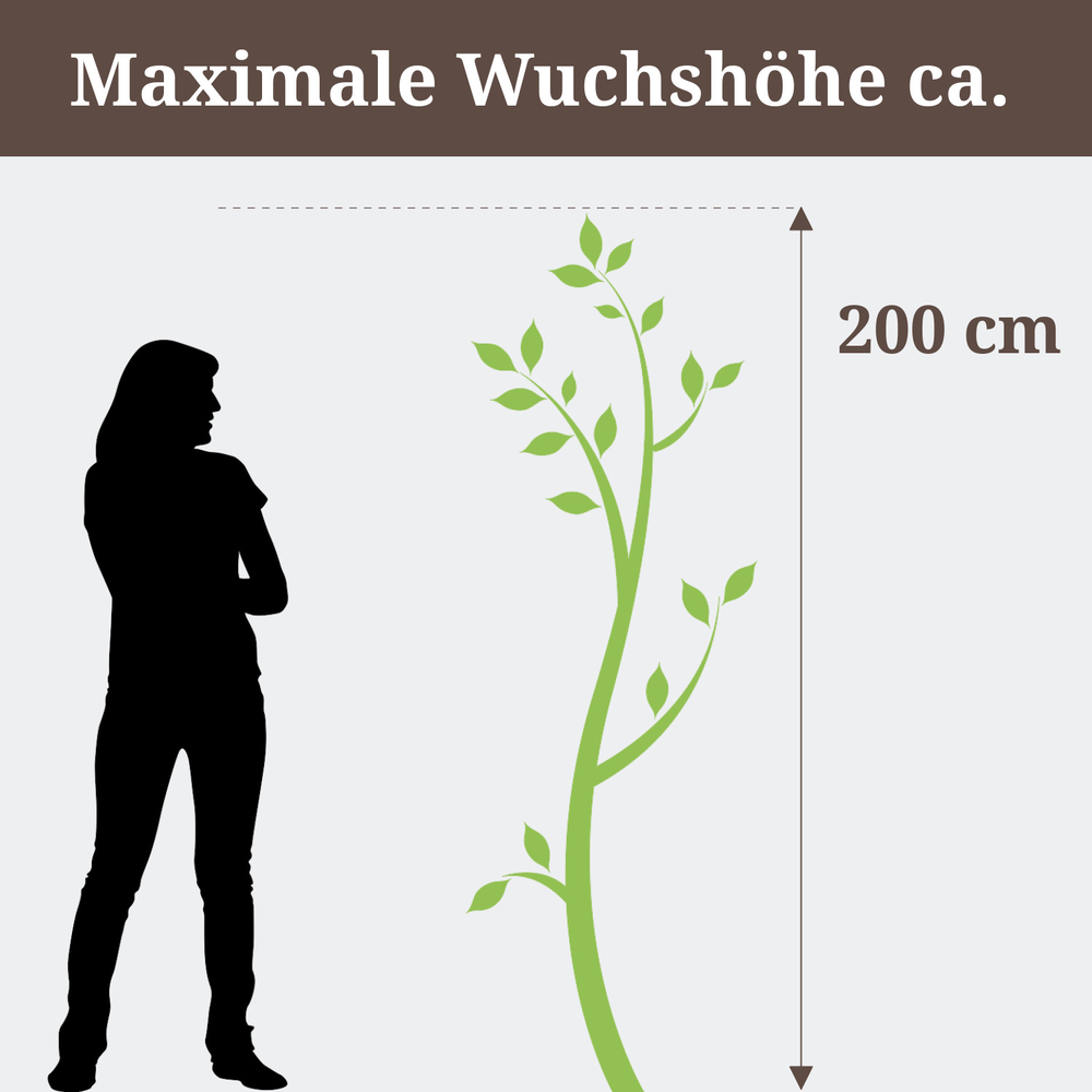 Strelitzie, maximale Wuchshöhe 200 cm