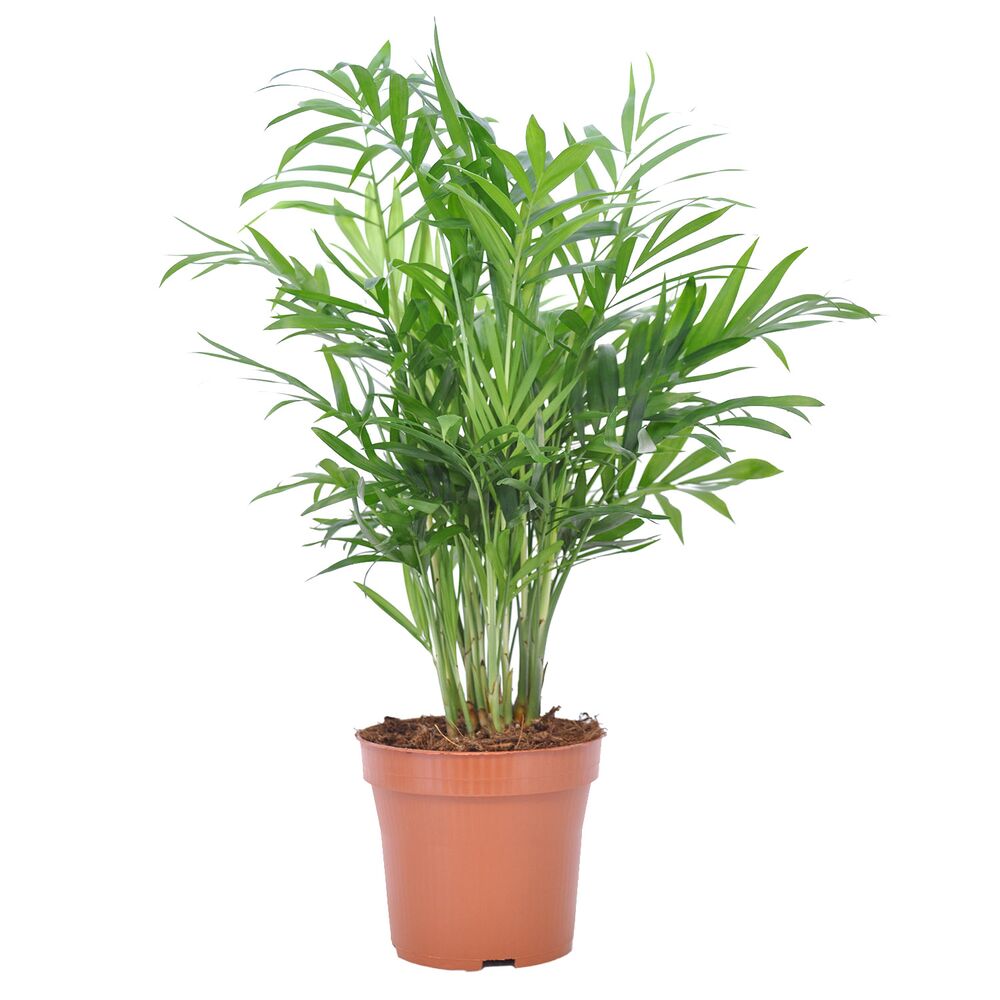 Bergpalme in braunem Topf