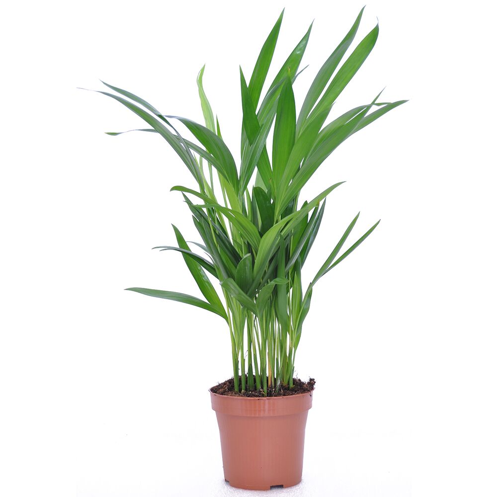 Goldfruchtpalme in braunem Topf