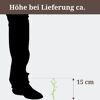 Eine Pflanze ist 15 cm hoch.
