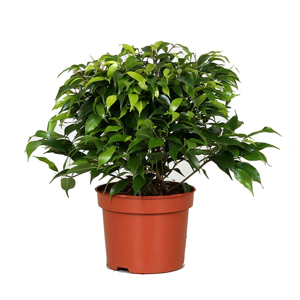 Grüne Birkenfeige im Topf