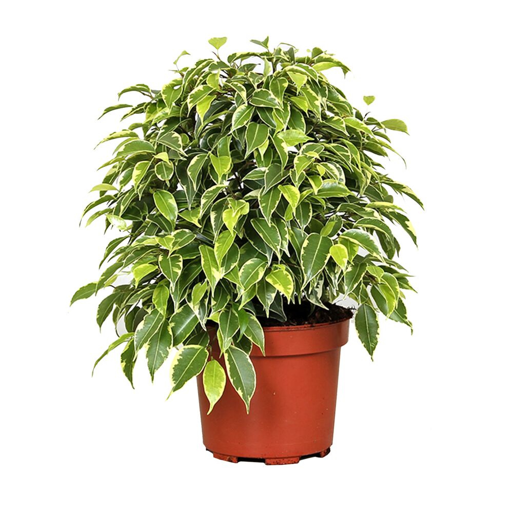 Ficus Benjamini Kinky im Topf