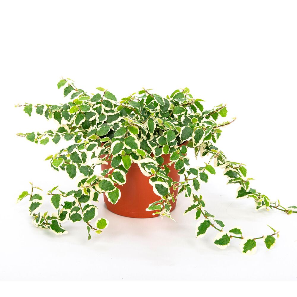 Ficus pumila Bunt im Topf