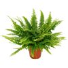 Nephrolepis Boston Farn in einem Topf