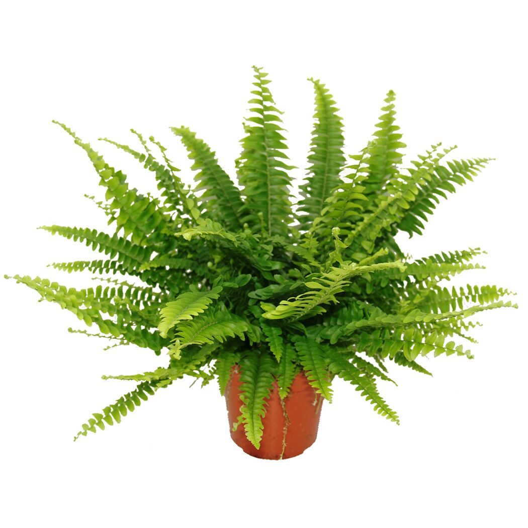 Nephrolepis Boston Farn in einem Topf
