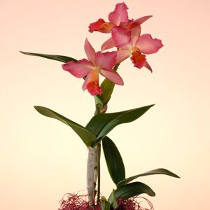 Cattleya-Orchidee rosa