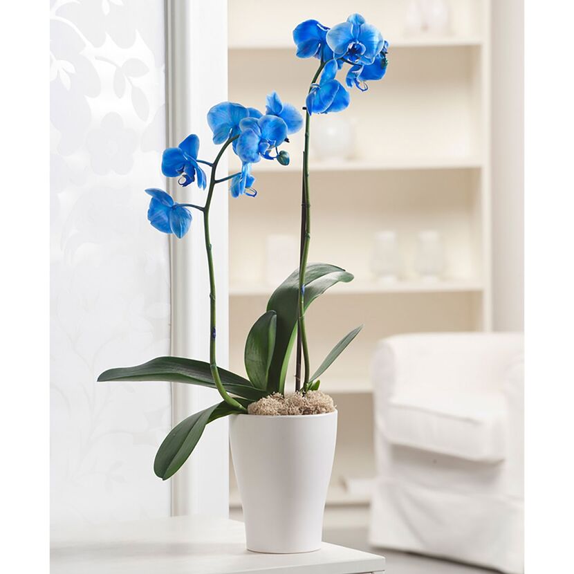 Blaue Orchidee in weißem Topf