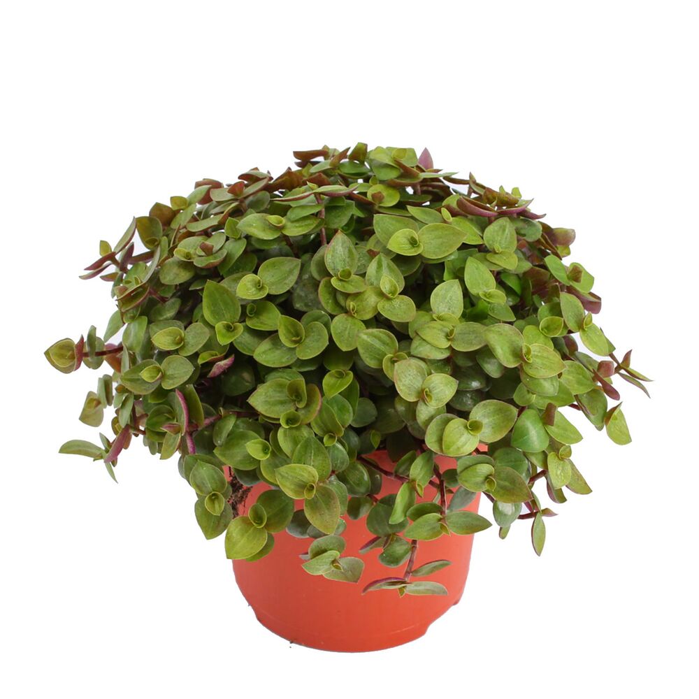 Callisia Turtle in einem Topf