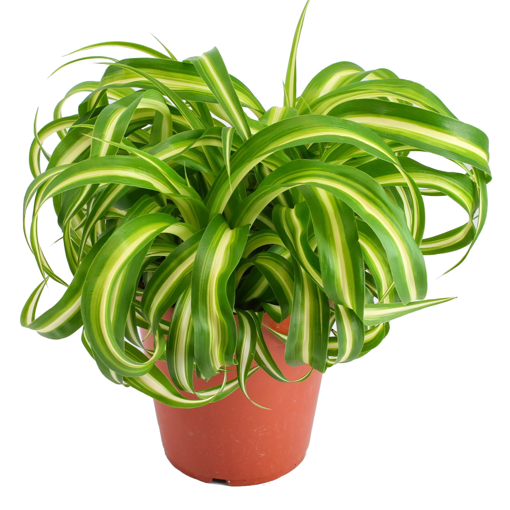 Grün-weiße Chlorophytum Bonnie in Topf