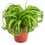 Grün-weiße Chlorophytum Bonnie in Topf