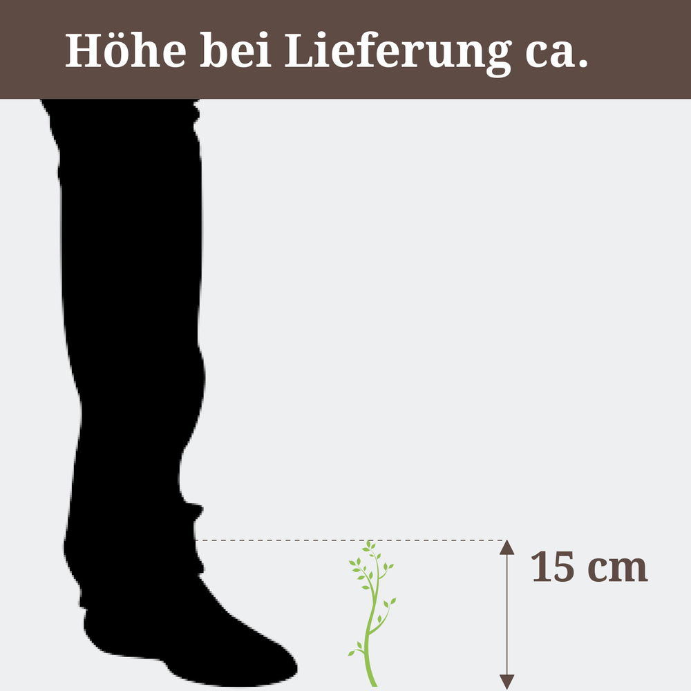 Grüne Zimmerpflanze Chlorophytum Bonnie, ca. 15 cm hoch