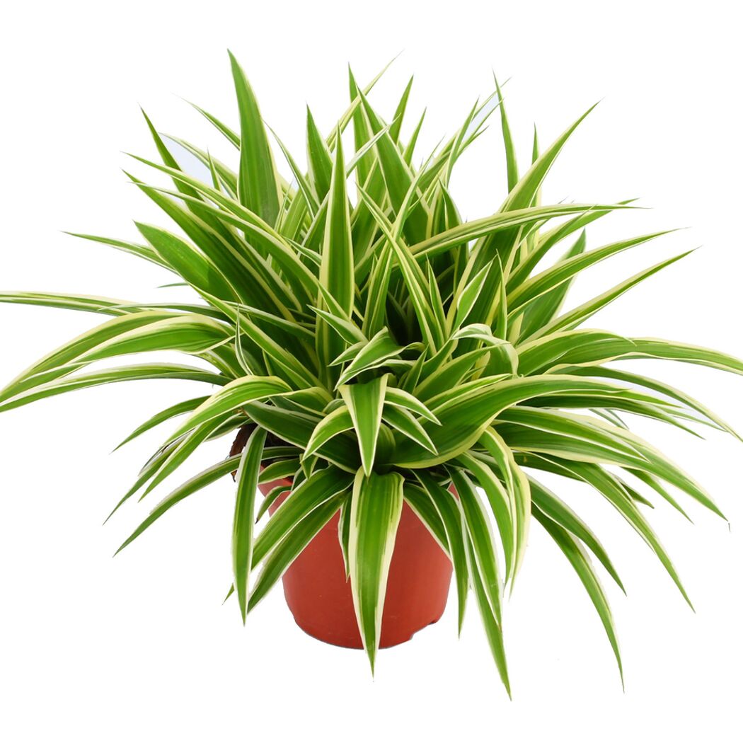 Grün-weiße Zimmerpflanze Chlorophytum Ocean im Topf