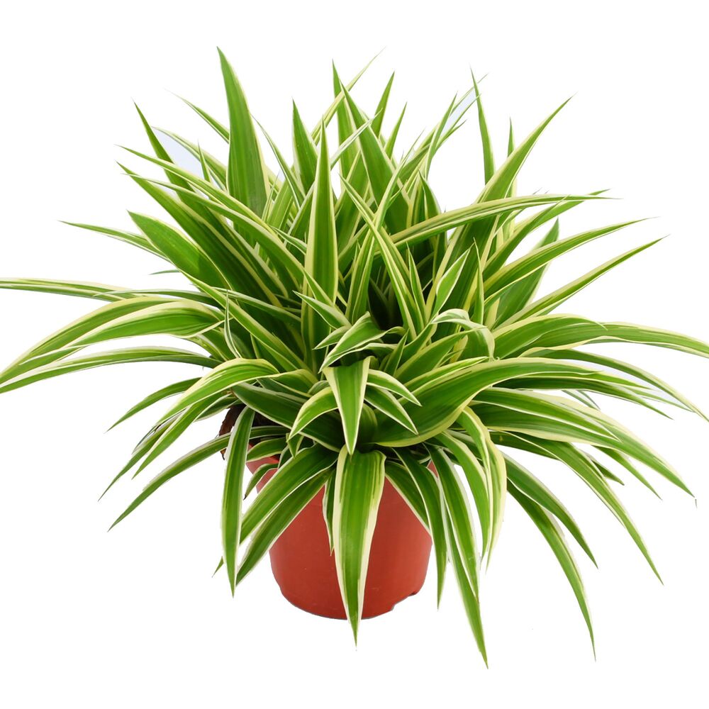 Grün-weiße Zimmerpflanze Chlorophytum Ocean im Topf