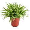 Grün-weiße Pflanze Chlorophytum Ocean im Topf