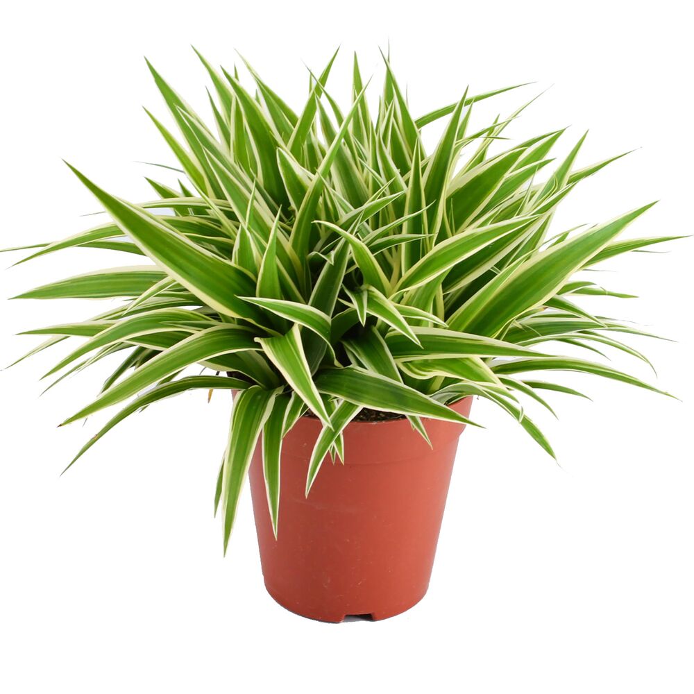 Grün-weiße Pflanze Chlorophytum Ocean im Topf