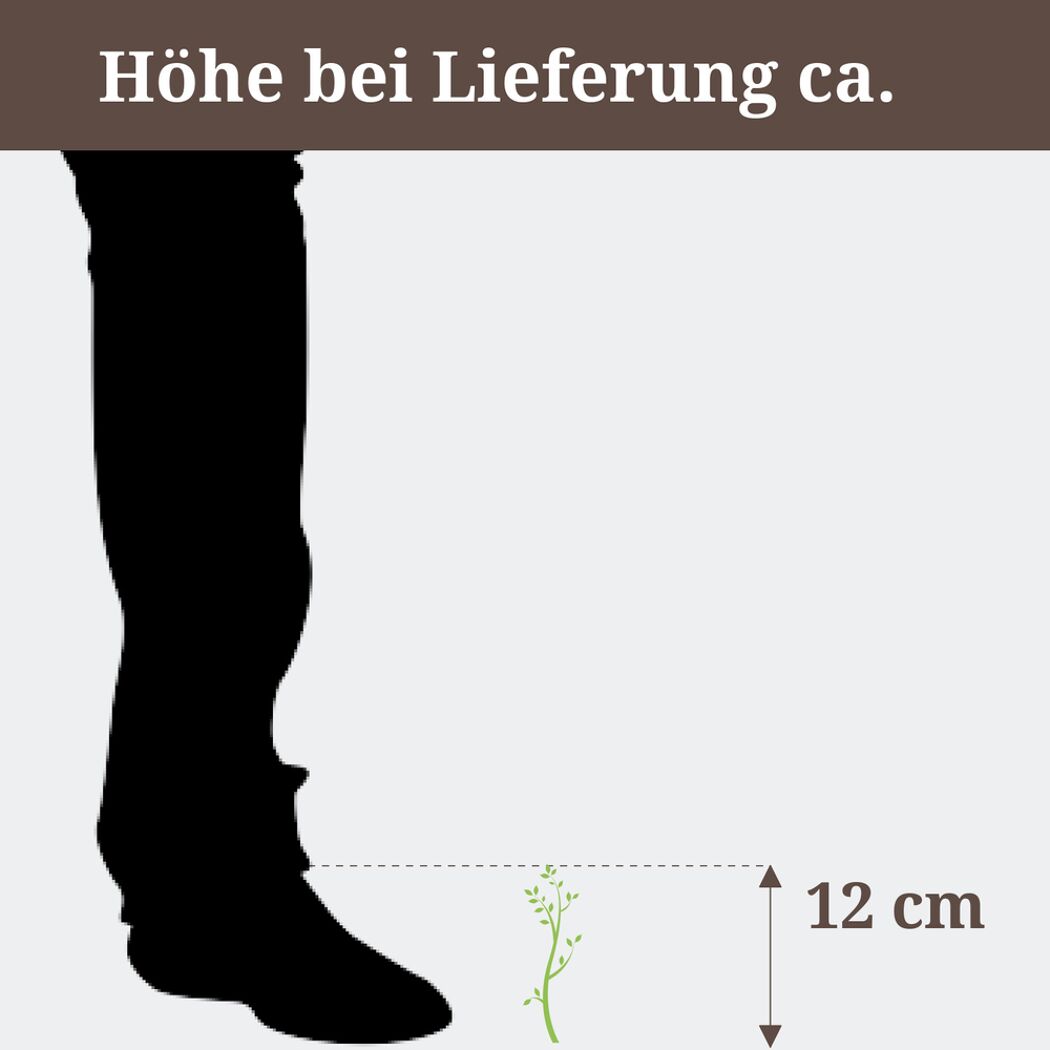 Fittonie, Höhe bei Lieferung ca. 12 cm