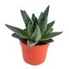 Sukkulentenpflanze Gasteria in einem Topf