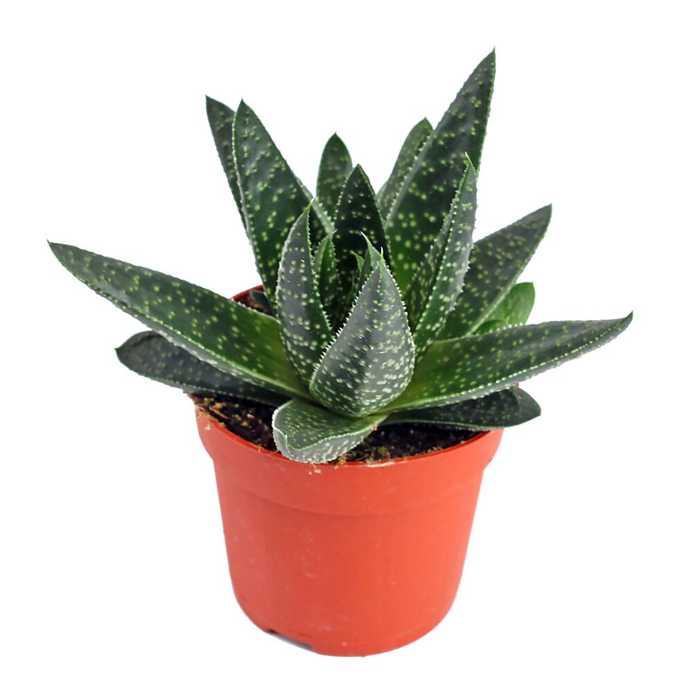 Sukkulentenpflanze Gasteria in einem Topf
