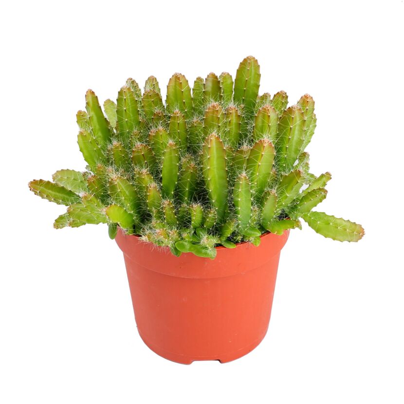 Kletterkaktus "Drachenfrucht"