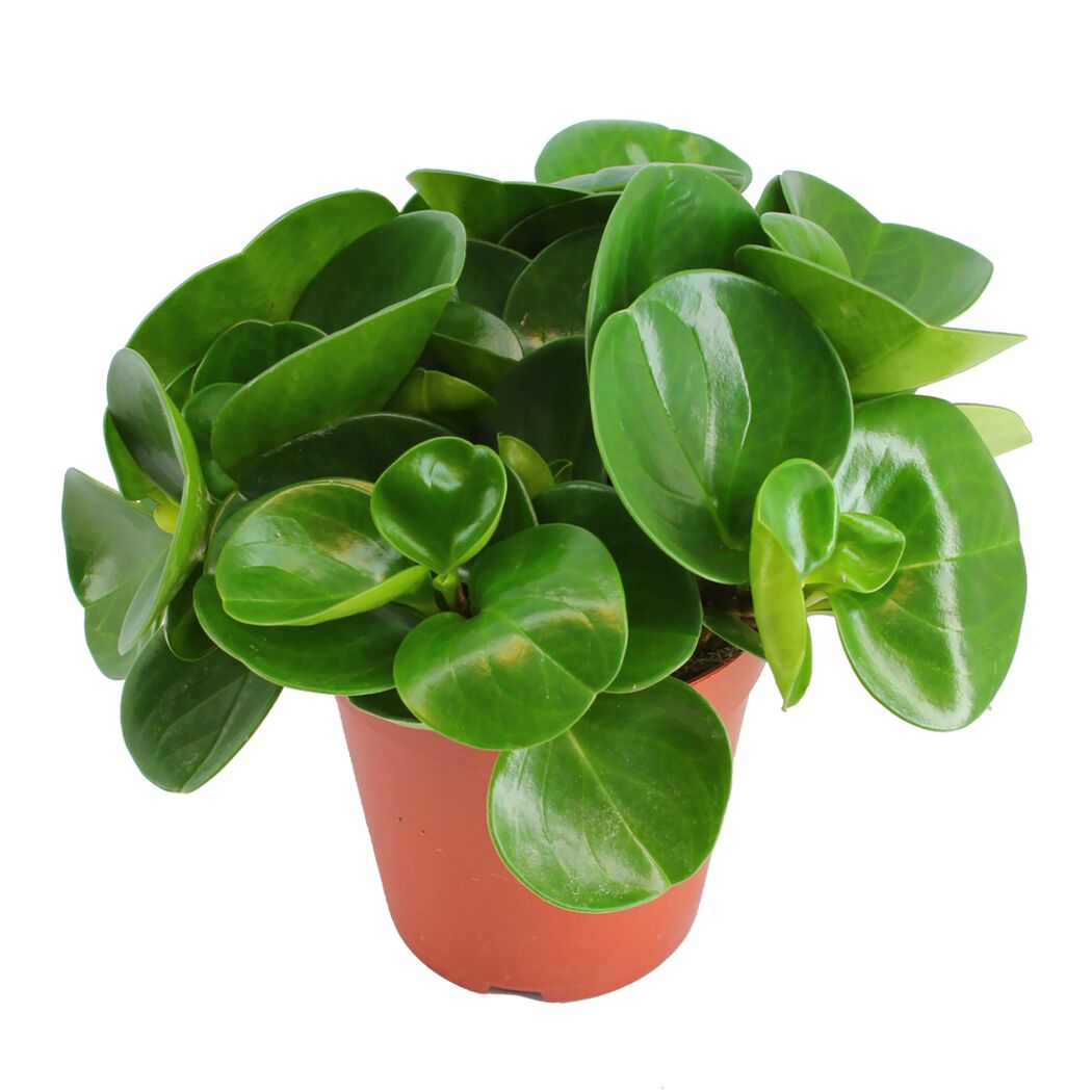 Peperomia obtusifolia Eden Collection in einem Topf