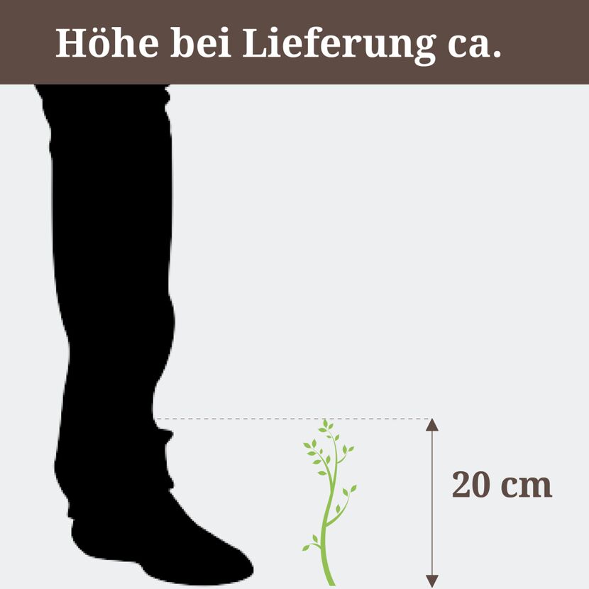 Pflanze mit einer Höhe von 20 cm neben einem Fuß