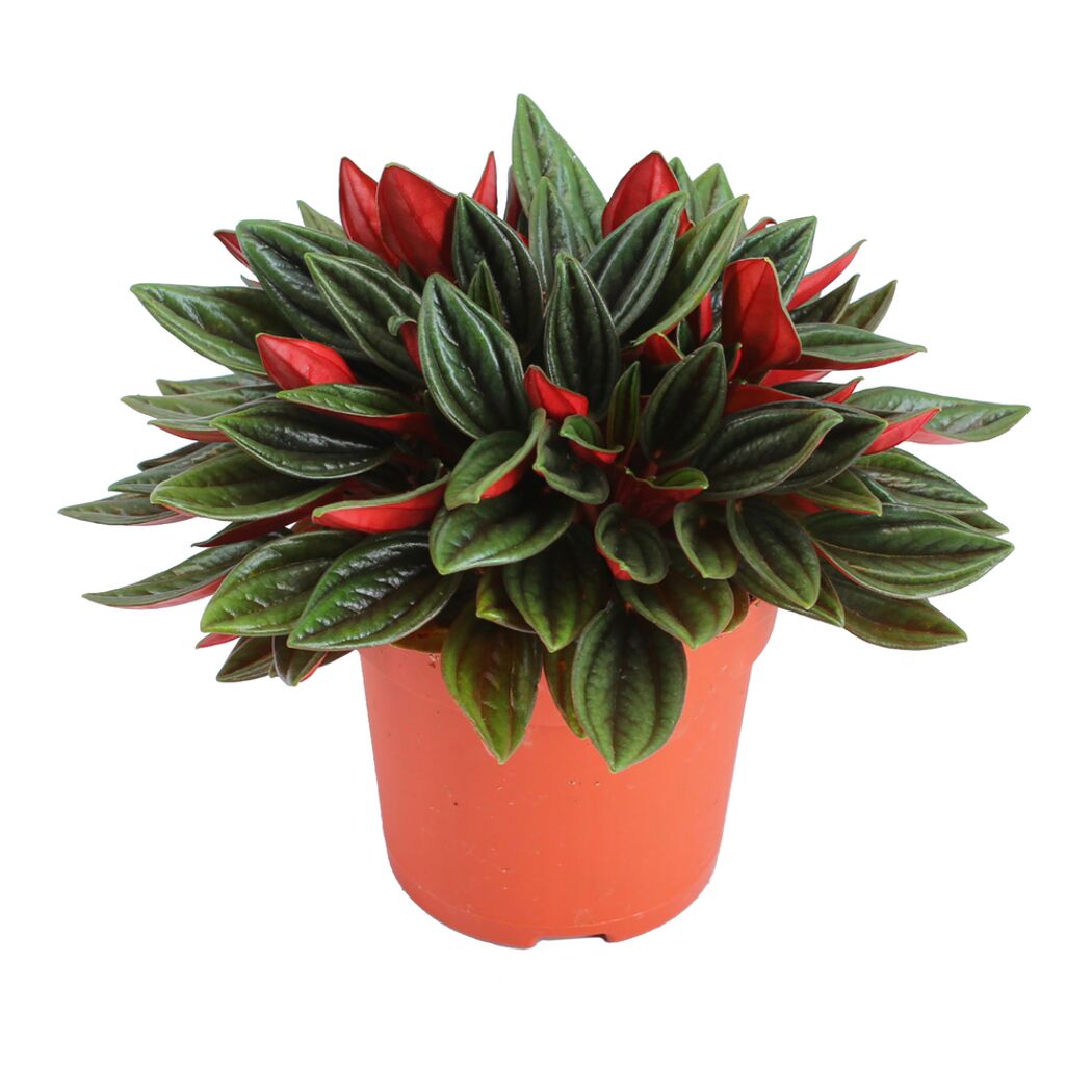Peperomia Rosso in einem Topf