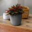 Peperomia Rosso in grauem Topf
