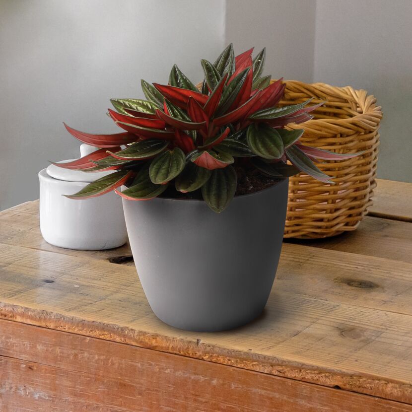 Peperomia Rosso in grauem Topf