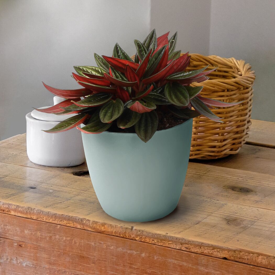 Peperomia Rosso in mintgrünem Topf