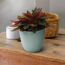 Peperomia Rosso in mintgrünem Topf