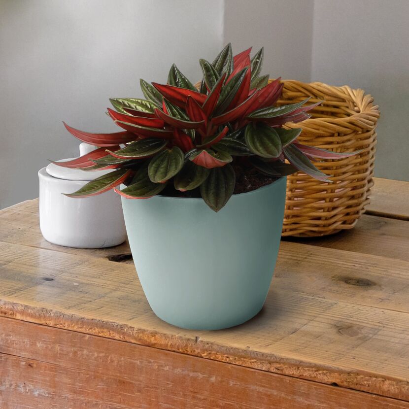 Peperomia Rosso in mintgrünem Topf