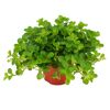 Peperomia Rotundifolia in Topf